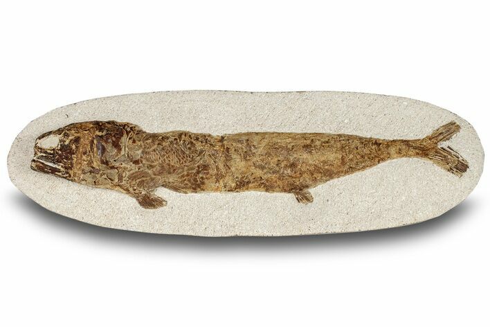 Lower Turonian Fossil Fish - Goulmima, Morocco #255501